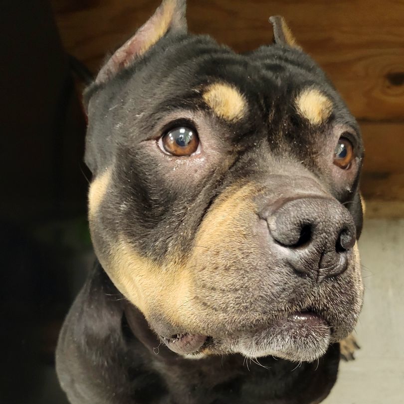 Enlarge Dreka, a Adopted American Bully in Lincoln, IL image 4/4