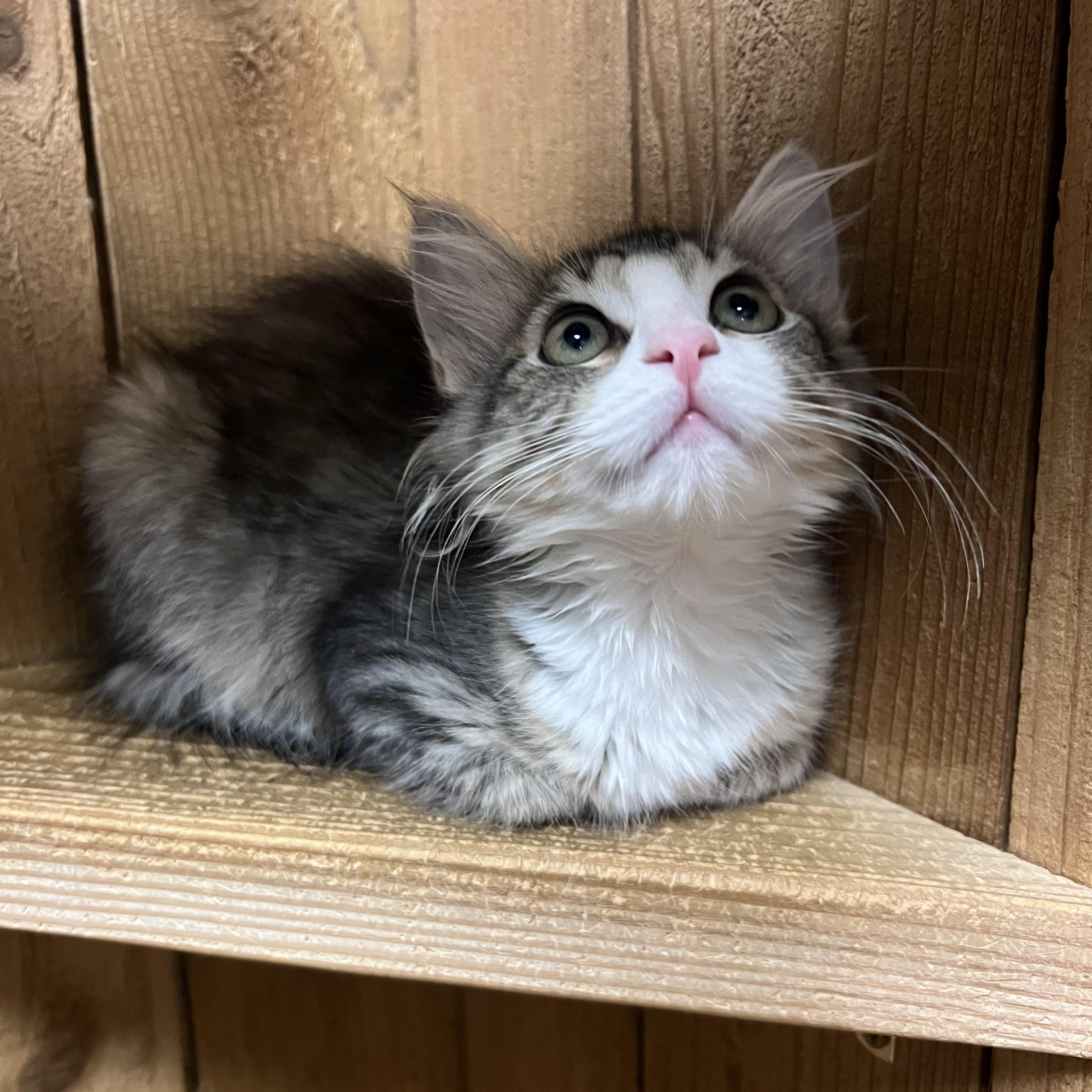 Enlarge Mixie, a Adoptable Domestic Long Hair in Spokane, WA image 2/2