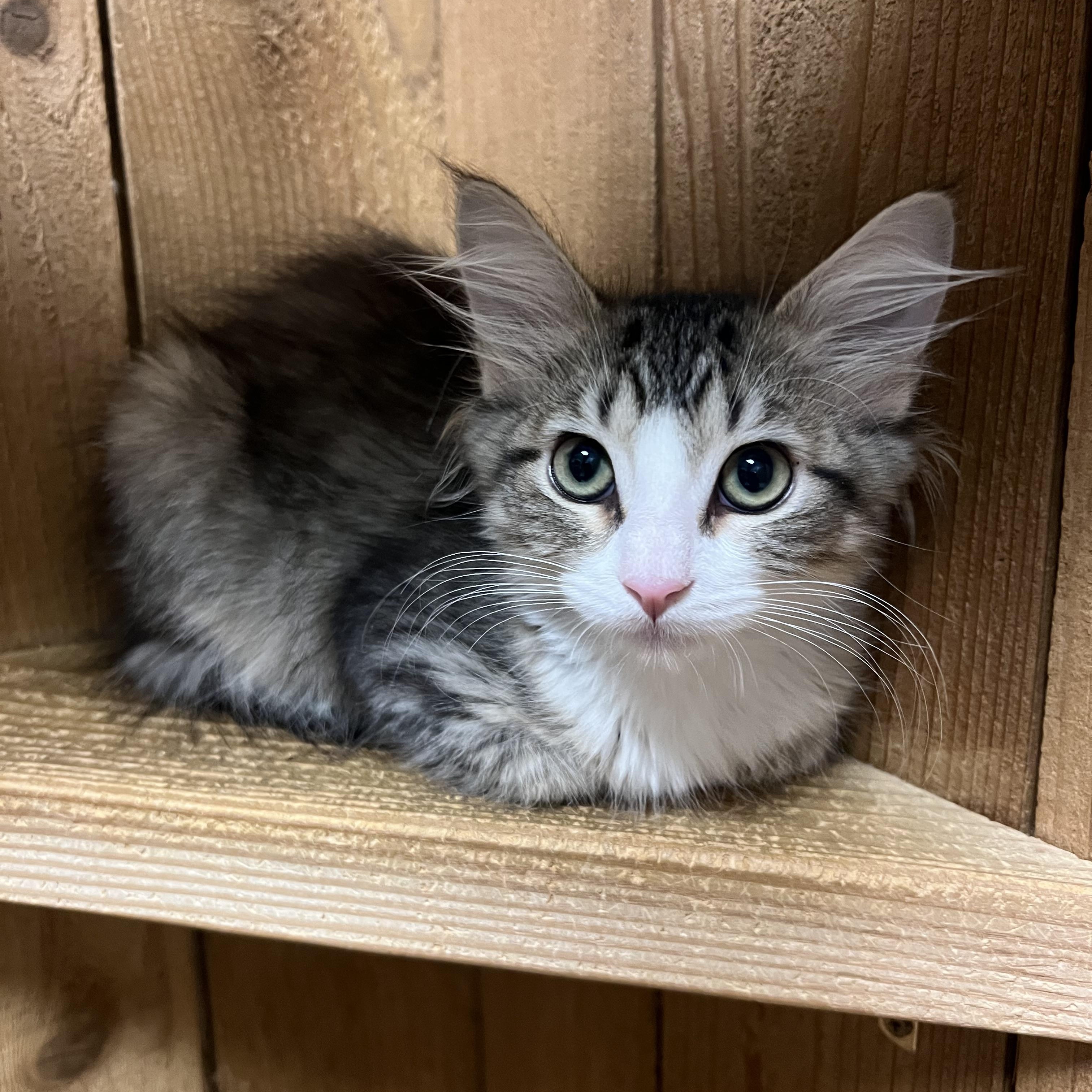 Enlarge Mixie, a Adoptable Domestic Long Hair in Spokane, WA image 1/2