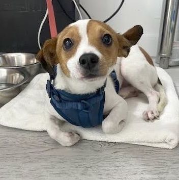 Luis, Adopted, Young Male Jack Russell Terrier & Chihuahua.