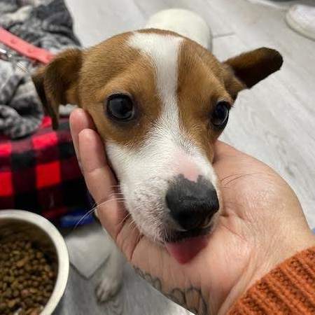 Enlarge Luis, a Adopted mixed breed in Los Angeles, CA image 2/3