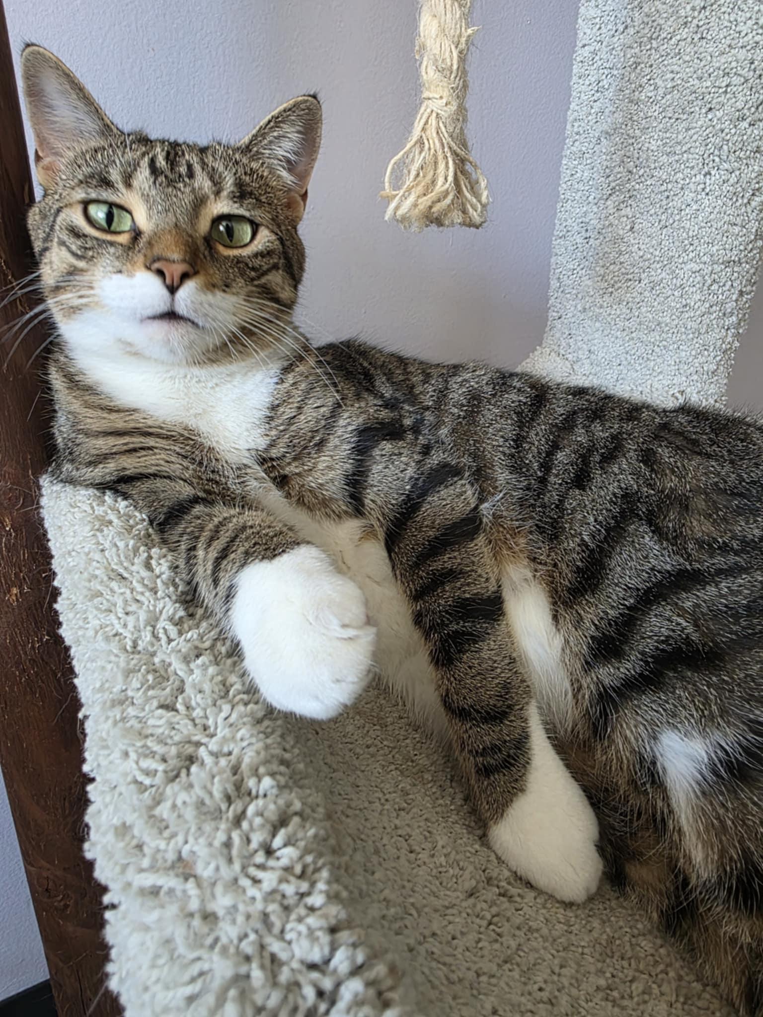 Ambria, Adoptable, Adult Female Domestic Short Hair.