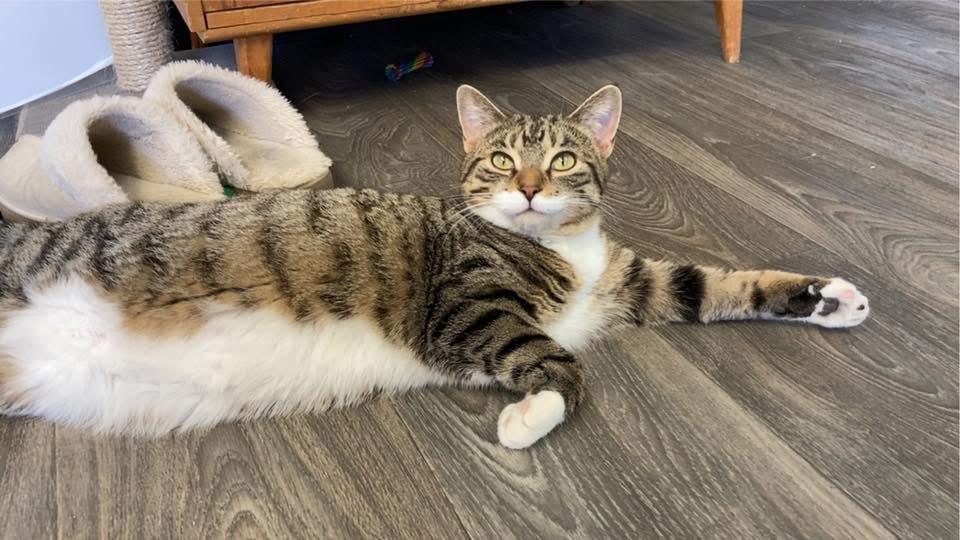 Enlarge Ambria, a Adoptable Domestic Short Hair in Battle Ground, IN image 2/3