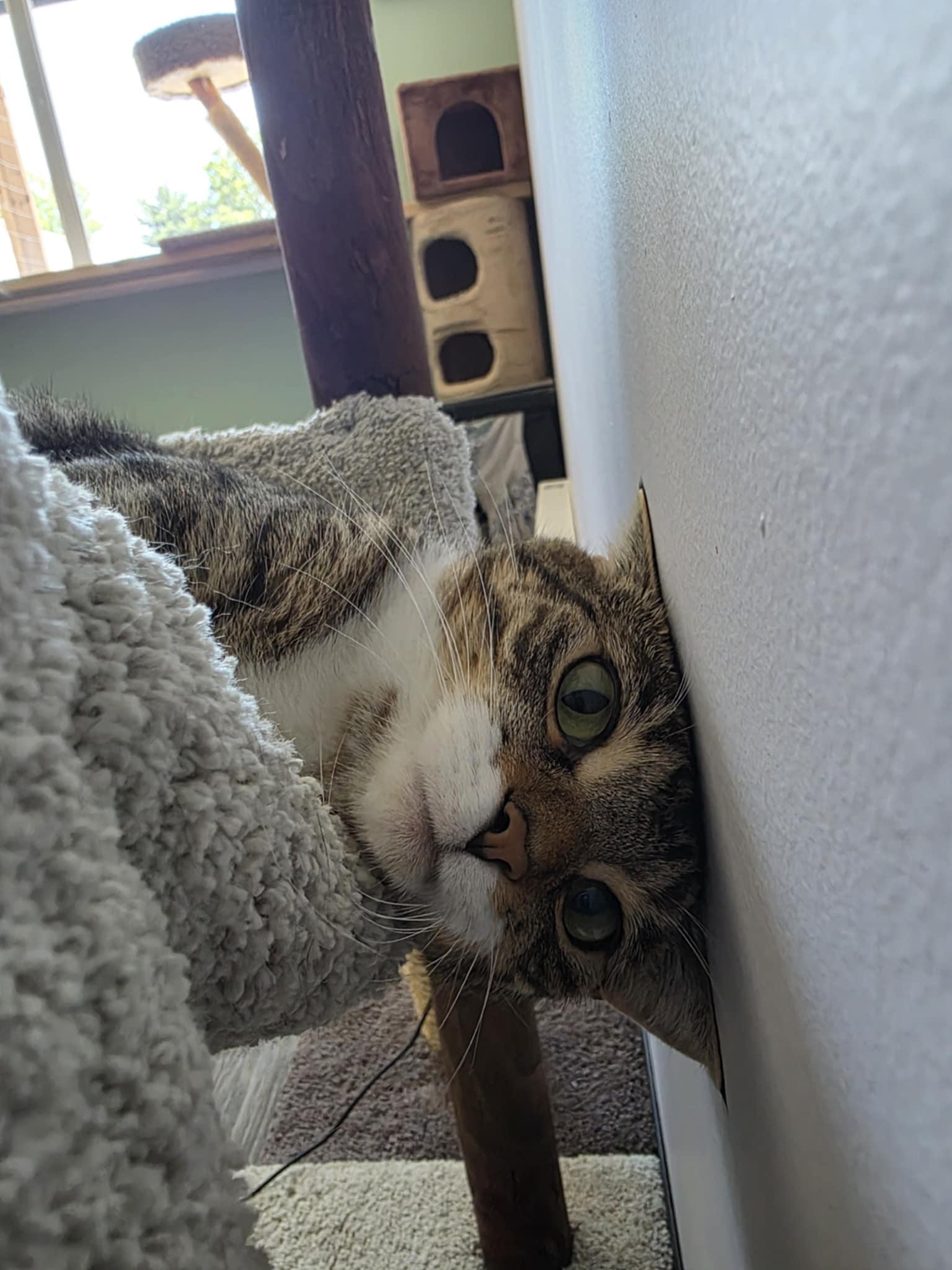 Enlarge Ambria, a Adoptable Domestic Short Hair in Battle Ground, IN image 3/3