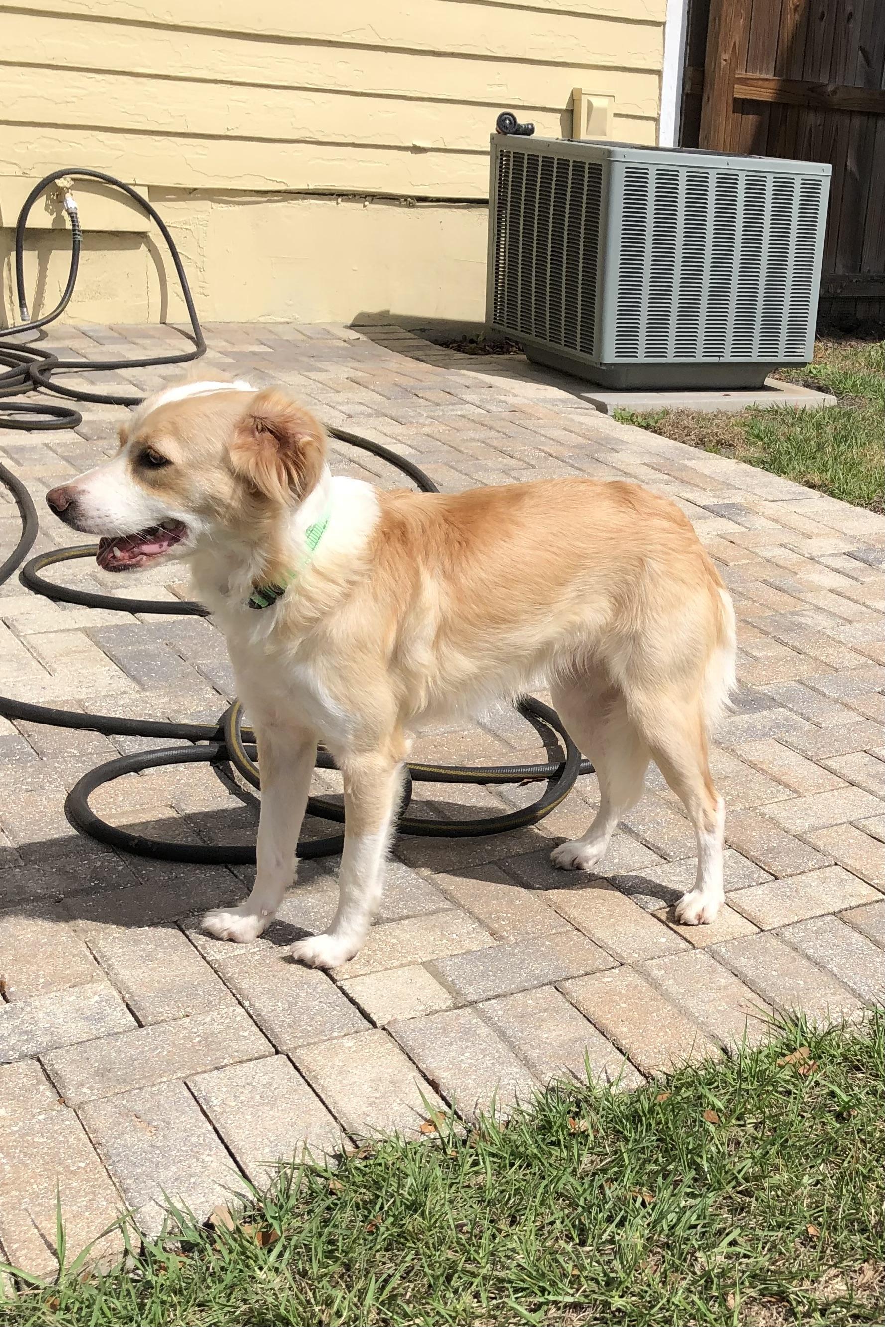 Enlarge Ella, an adoptable mixed breed in Orlando, FL image 2/2