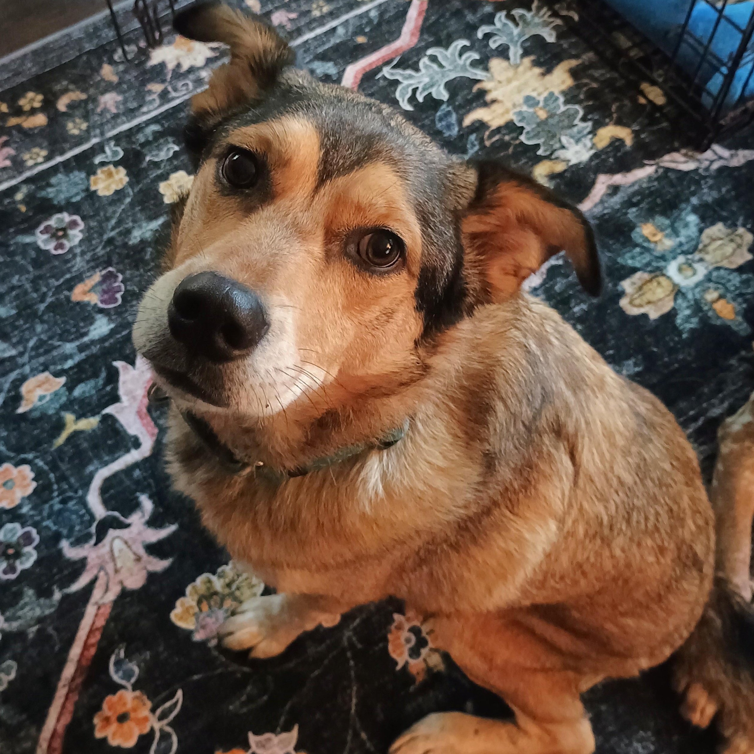 Fenris, ADOPTABLE, Senior Male Australian Cattle Dog / Blue Heeler & Husky.
