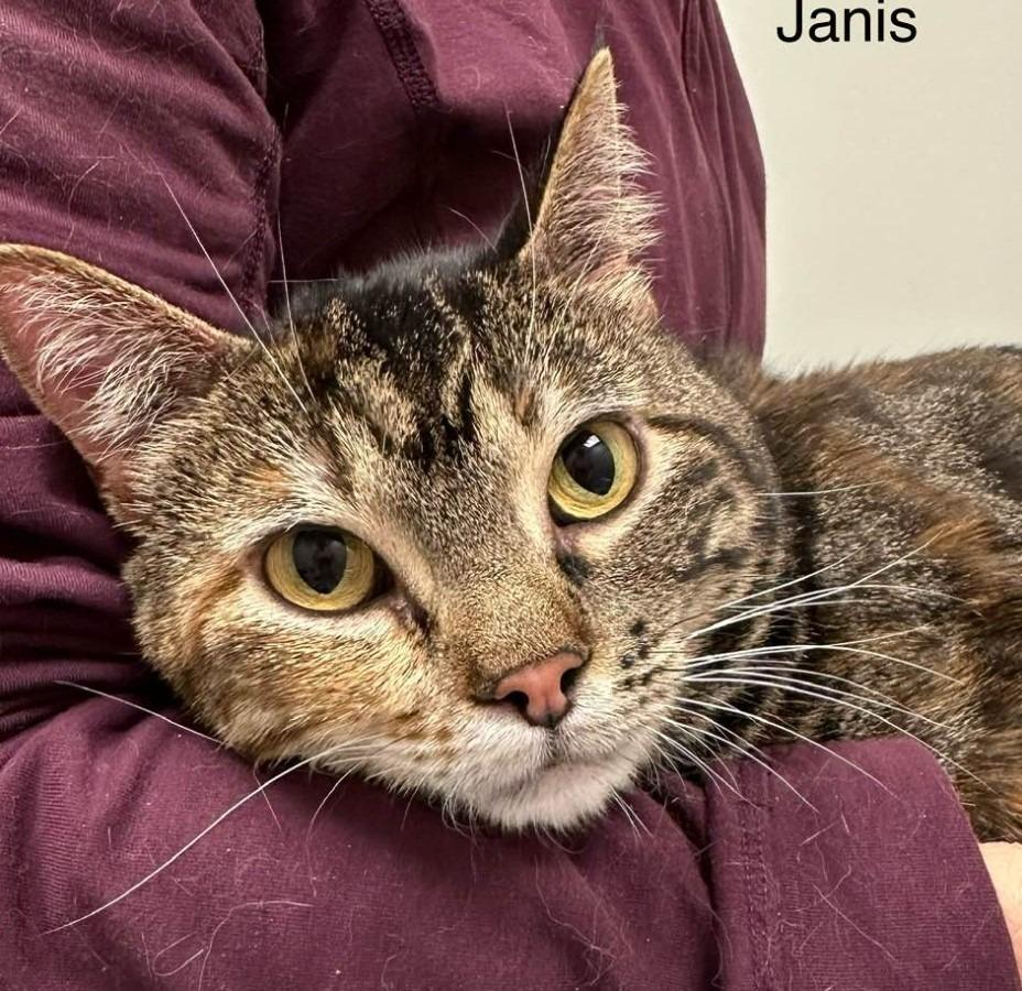 Janis, Adoptable, Adult Female Domestic Short Hair.