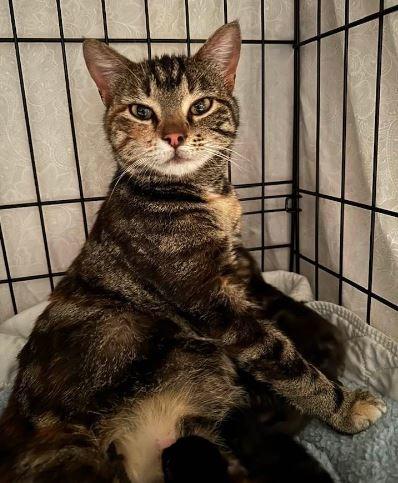 Janis, a Adoptable mixed breed in Ballwin, MO image 3/3