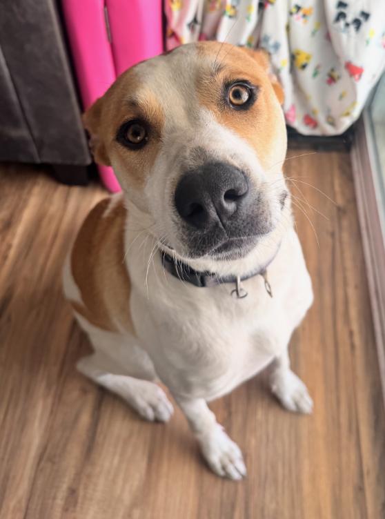 Costa, ADOPTABLE, Young Male Labrador Retriever & Terrier.