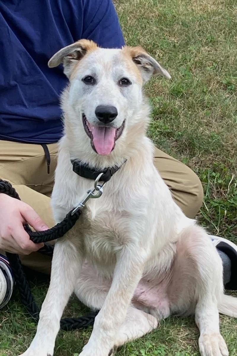 Enlarge Charlie, a Adoptable mixed breed in Bancroft, ON image 1/4