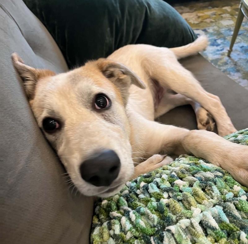 Enlarge Charlie, a Adoptable mixed breed in Bancroft, ON image 2/4