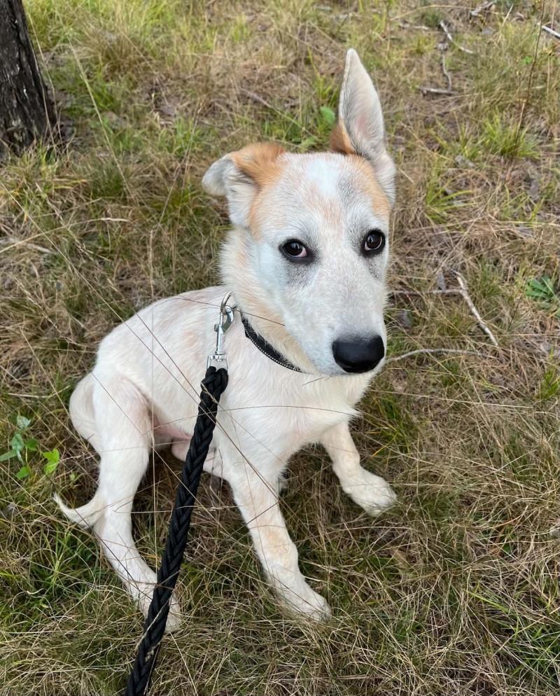 Enlarge Charlie, a Adoptable mixed breed in Bancroft, ON image 3/4
