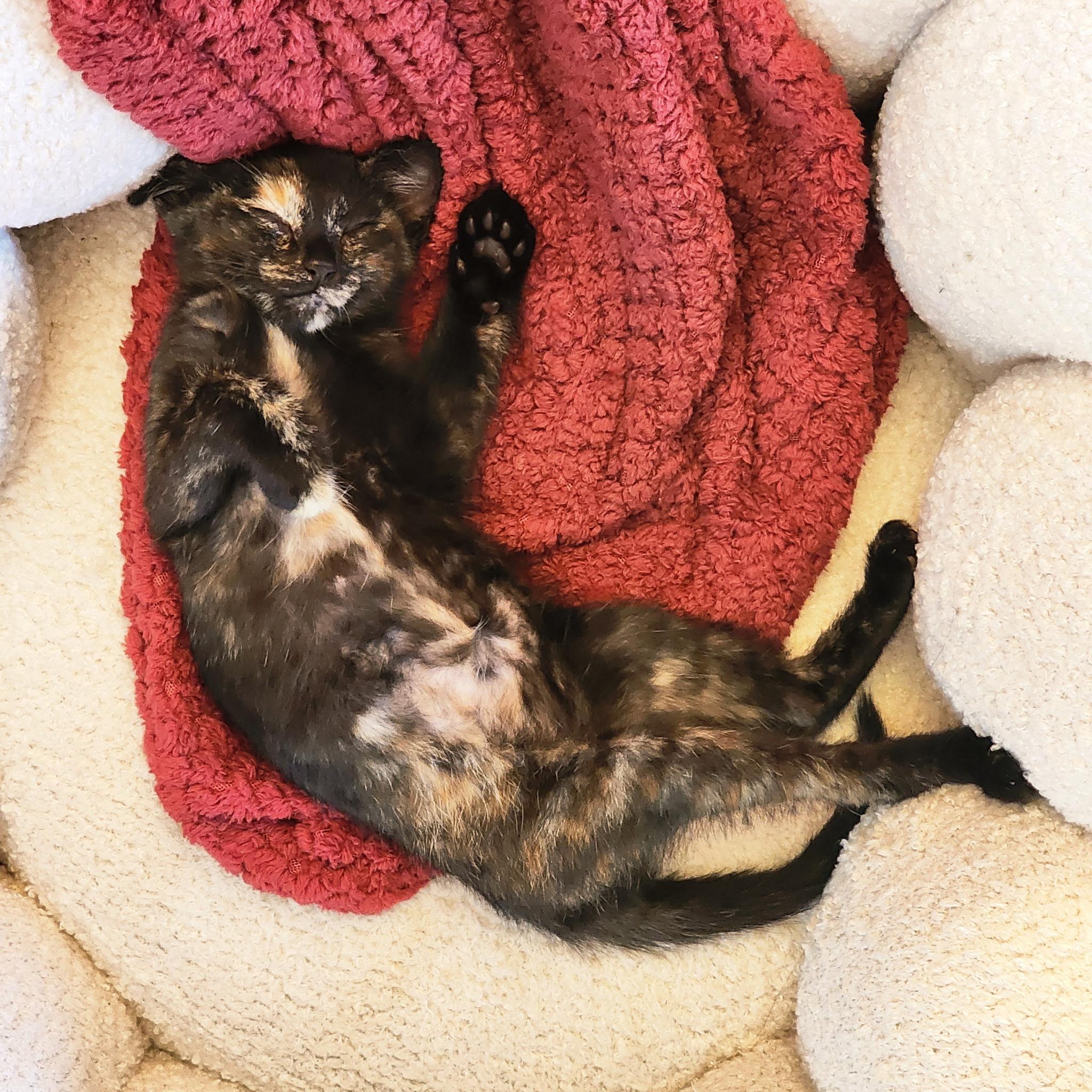 Violetta Cadaverini, a ADOPTABLE Tortoiseshell in Woodinville, WA image 2/5