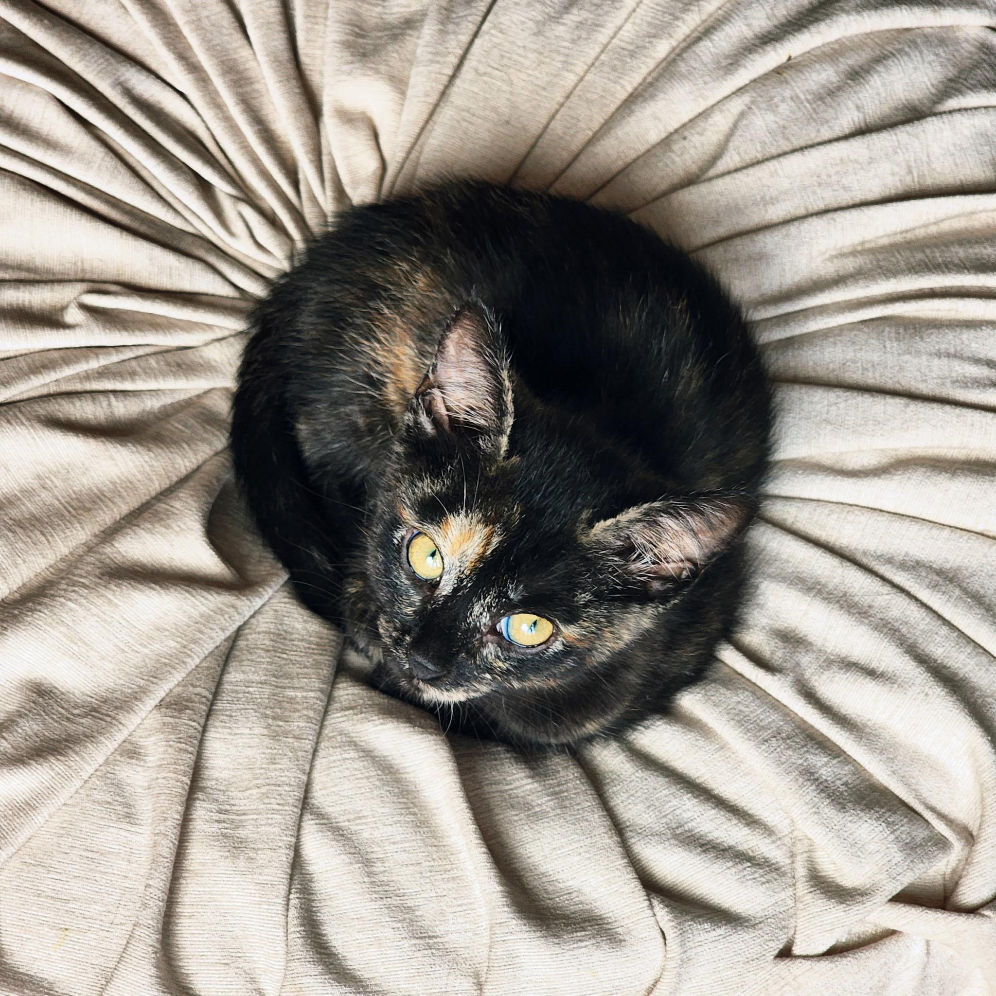 Violetta Cadaverini, a ADOPTABLE Tortoiseshell in Woodinville, WA image 3/5