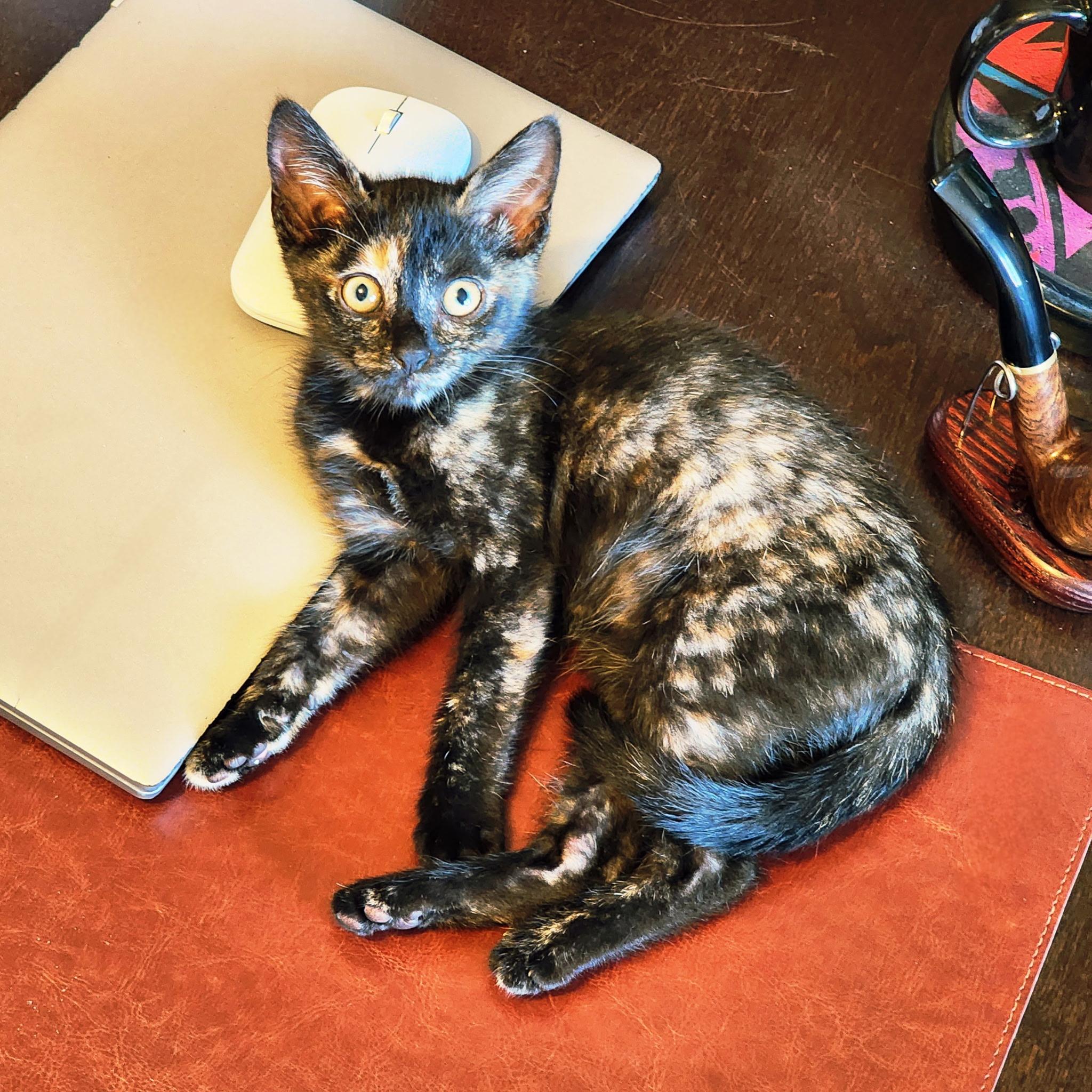 Violetta Cadaverini, a ADOPTABLE Tortoiseshell in Woodinville, WA image 1/5