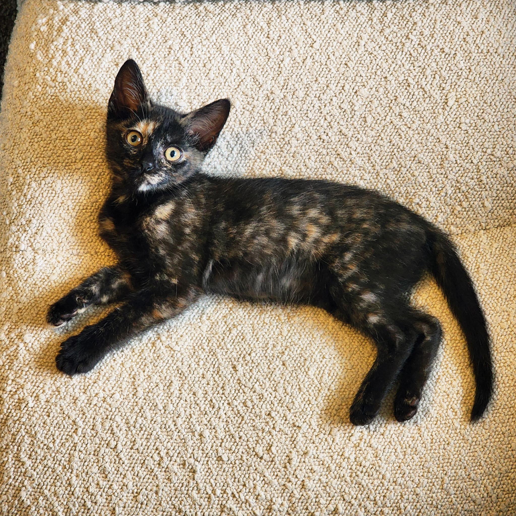 Violetta Cadaverini, a ADOPTABLE Tortoiseshell in Woodinville, WA image 5/5