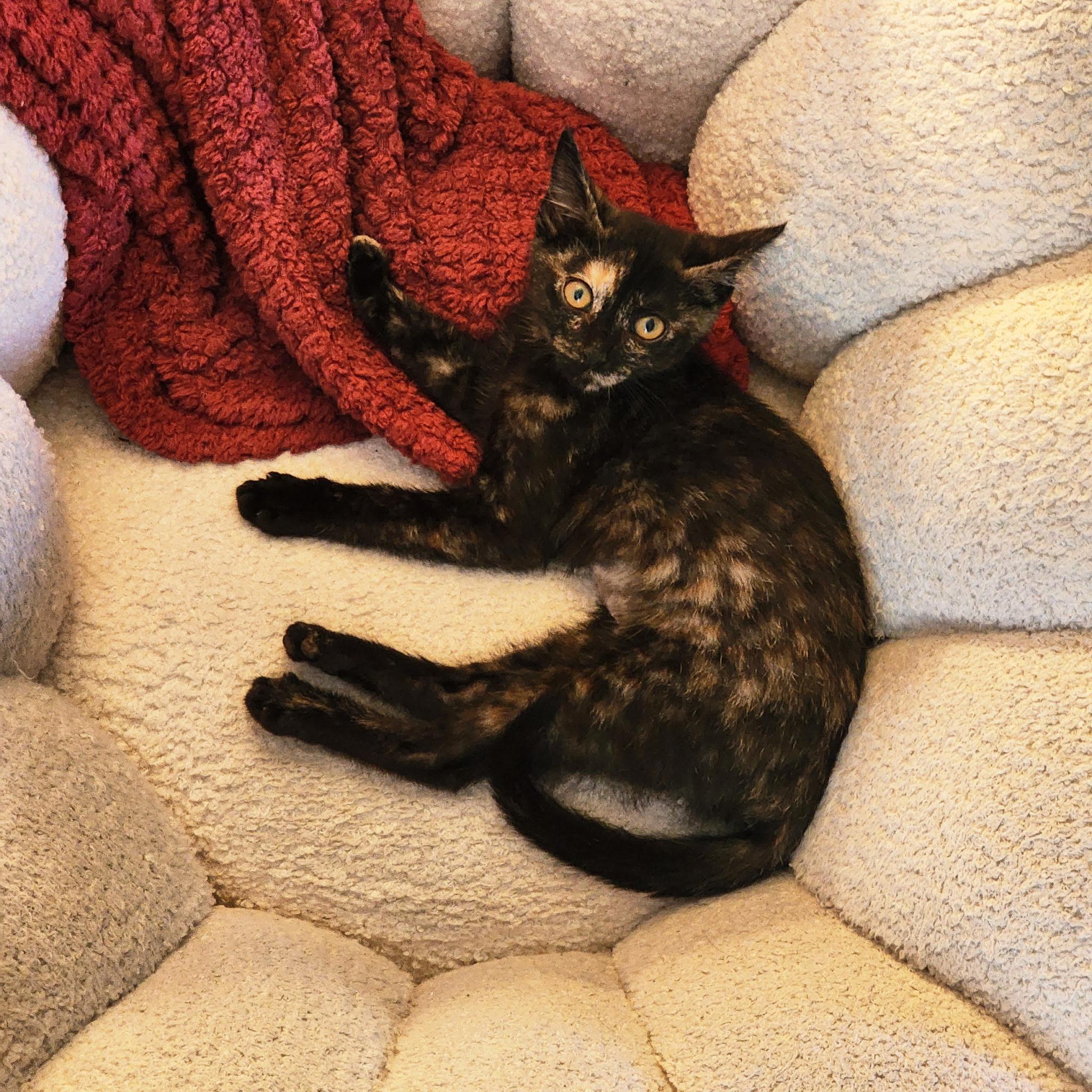 Violetta Cadaverini, a ADOPTABLE Tortoiseshell in Woodinville, WA image 4/5