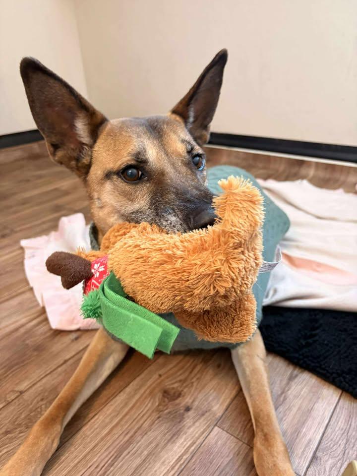 Enlarge Boon, a Adoptable mixed breed in King City, ON image 3/6