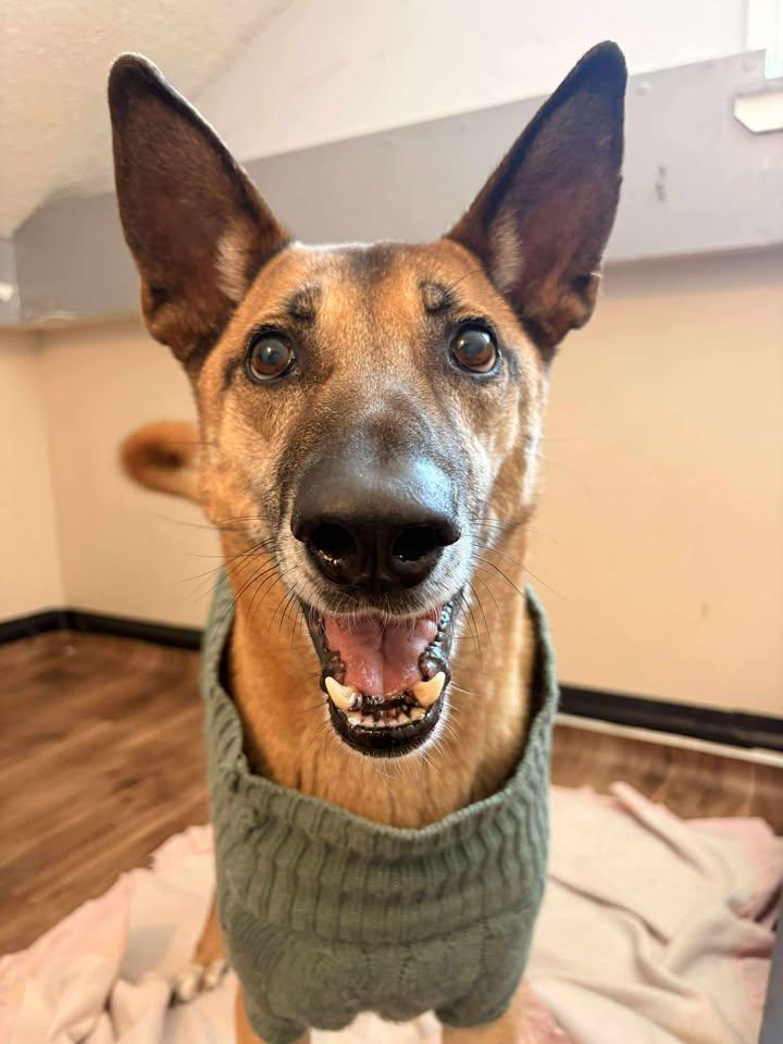 Boon, Adoptable, Senior Male Mixed Breed.