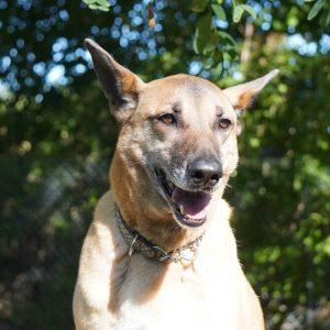 Enlarge Boon, a Adoptable mixed breed in King City, ON image 2/6