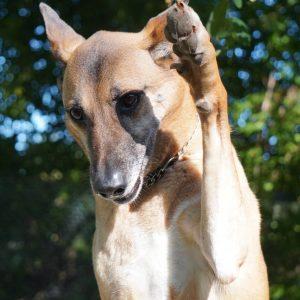 Enlarge Boon, a Adoptable mixed breed in King City, ON image 6/6