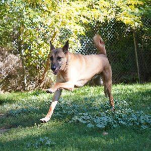 Enlarge Boon, a Adoptable mixed breed in King City, ON image 5/6