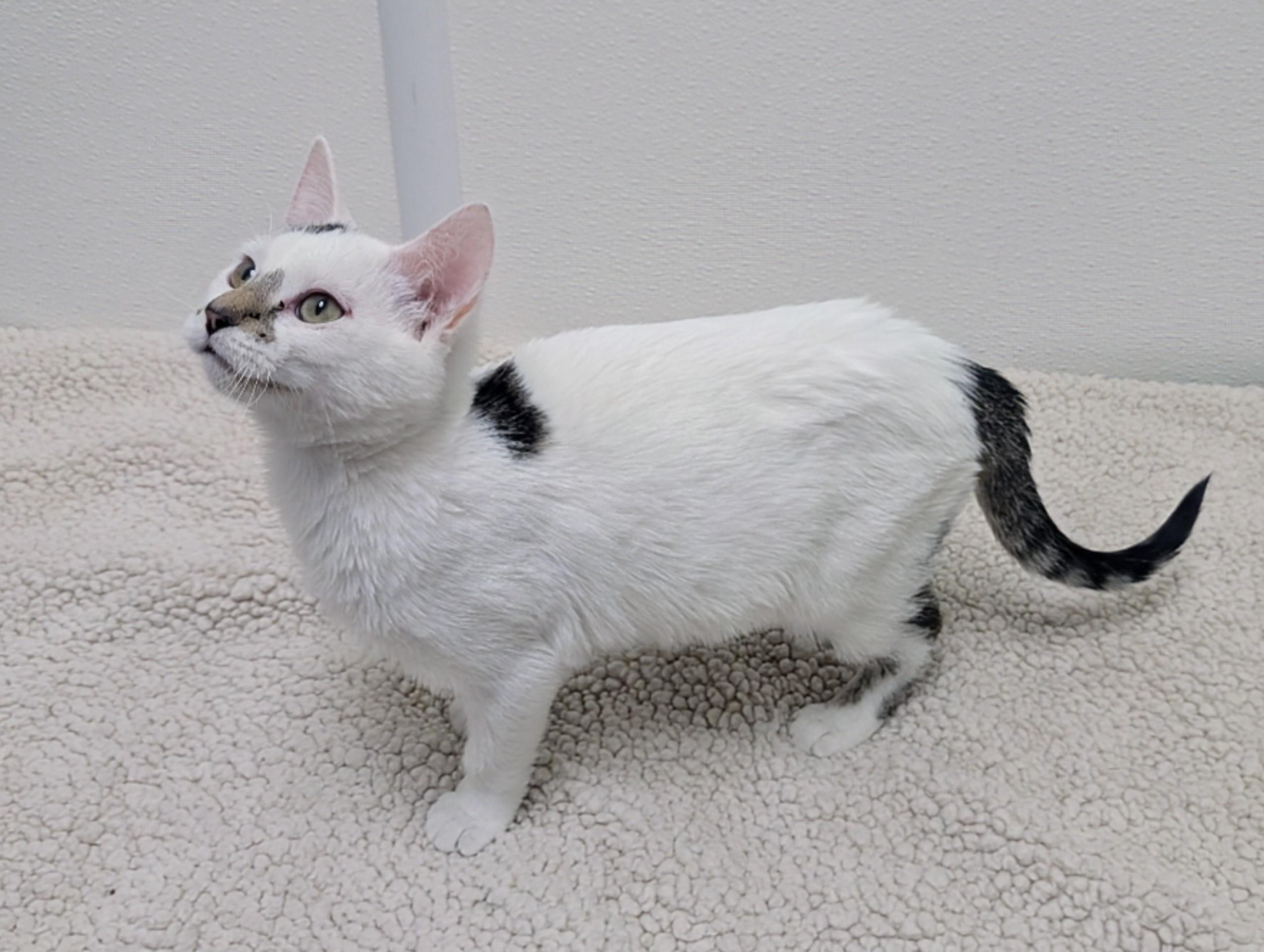 Tomorrow, adopted, Kitten Male Turkish Van & Domestic Short Hair.