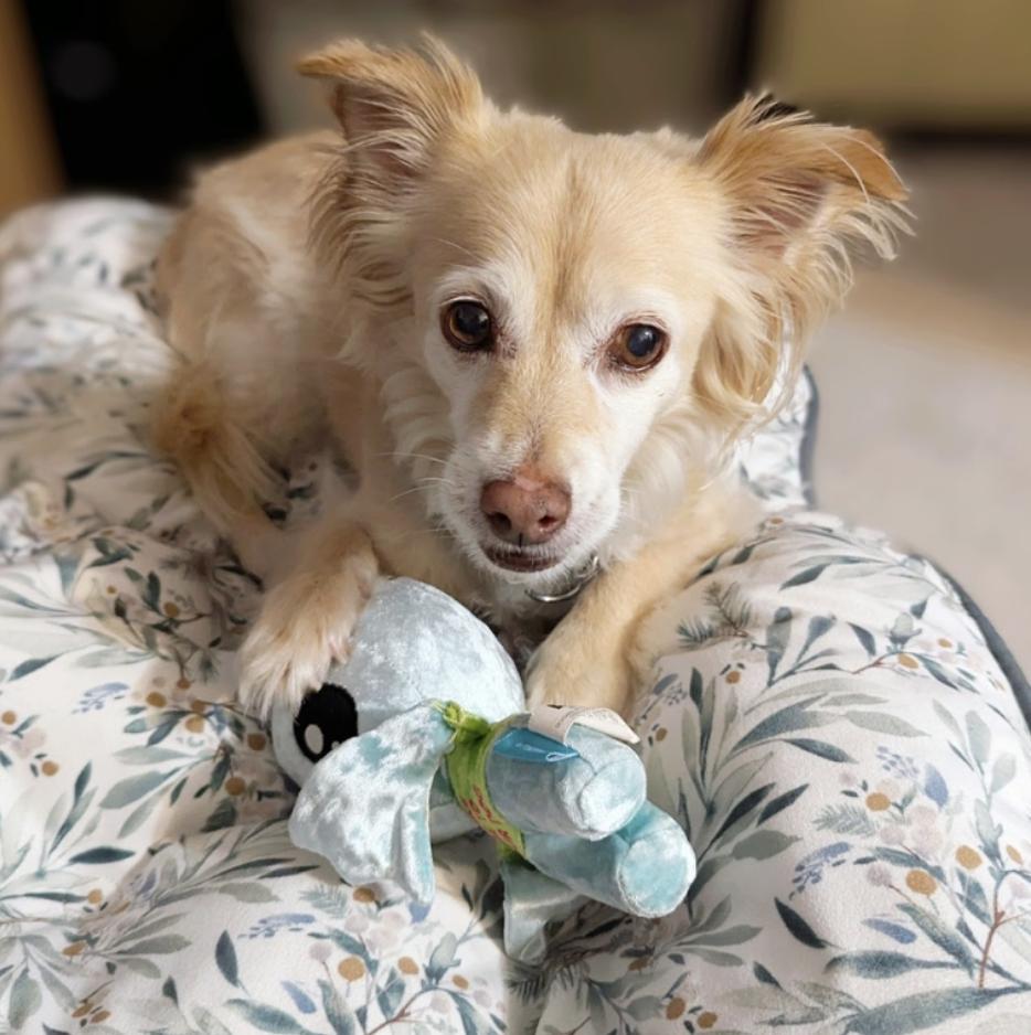 Enlarge Caleb, a Adoptable mixed breed image 1/1