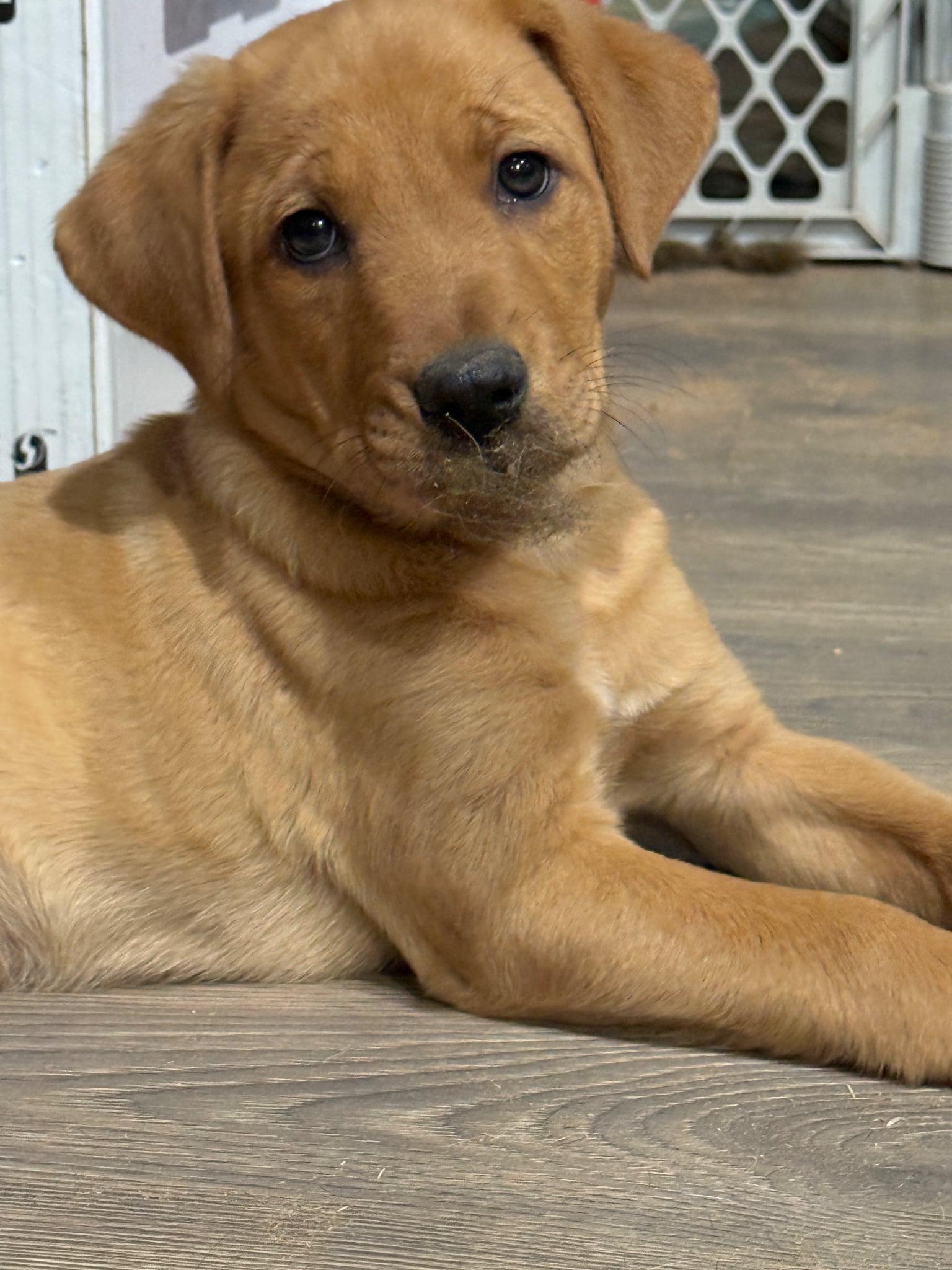Laverne, Adopted, Young Female Labrador Retriever & Bullmastiff.