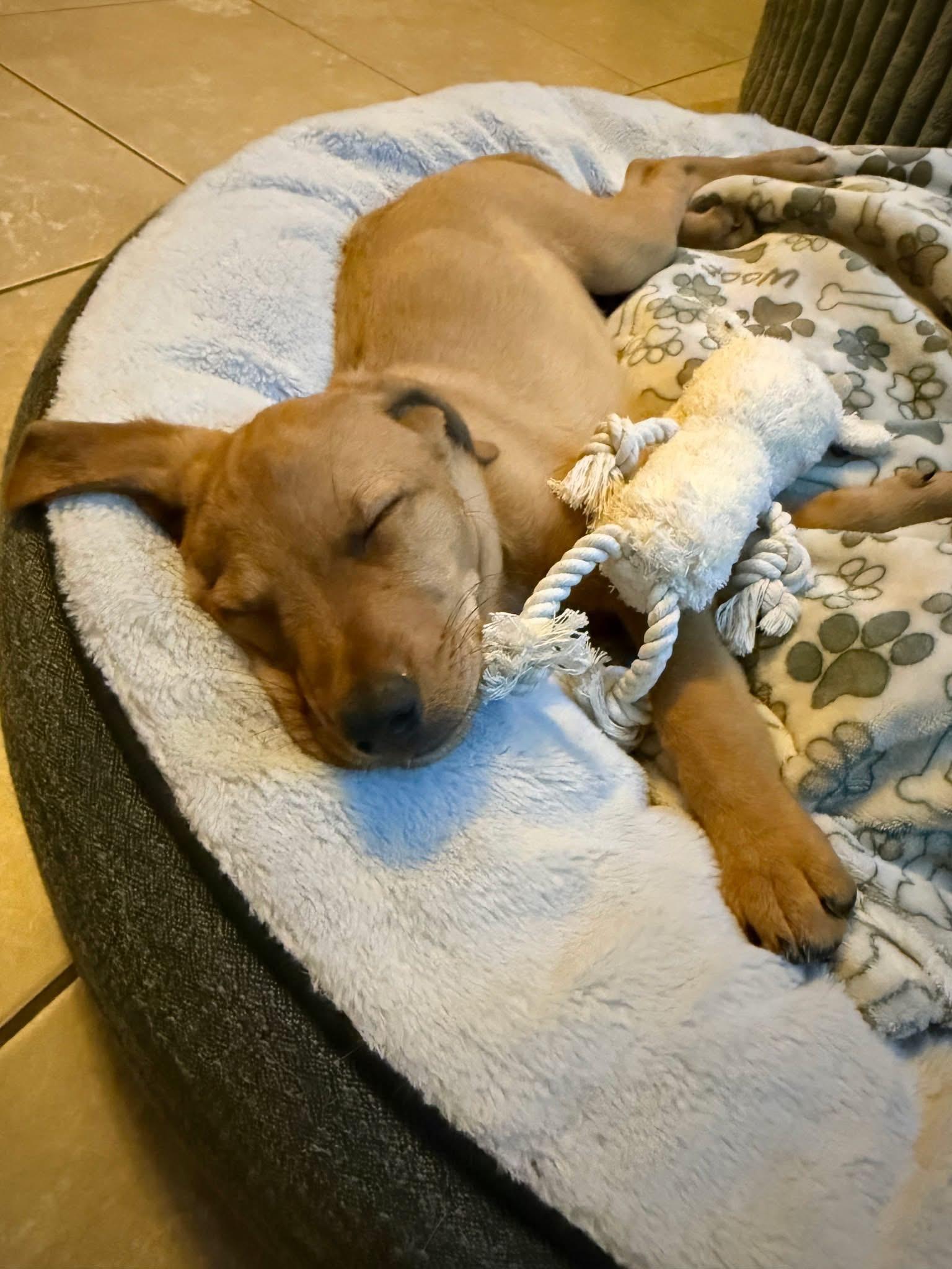 Enlarge Laverne, a Adopted mixed breed in Tucson, AZ image 2/6