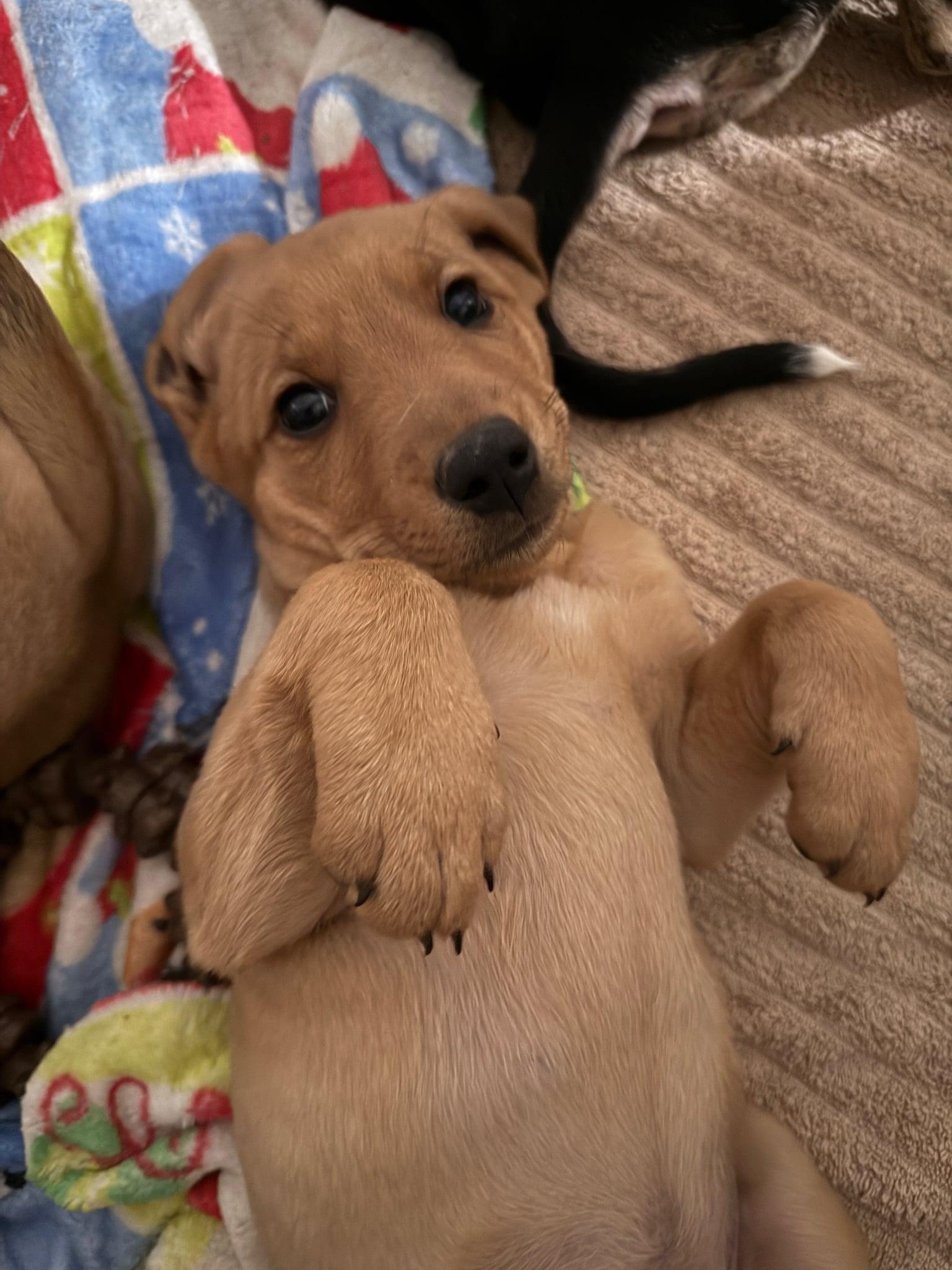 Enlarge Laverne, a Adopted mixed breed in Tucson, AZ image 3/6