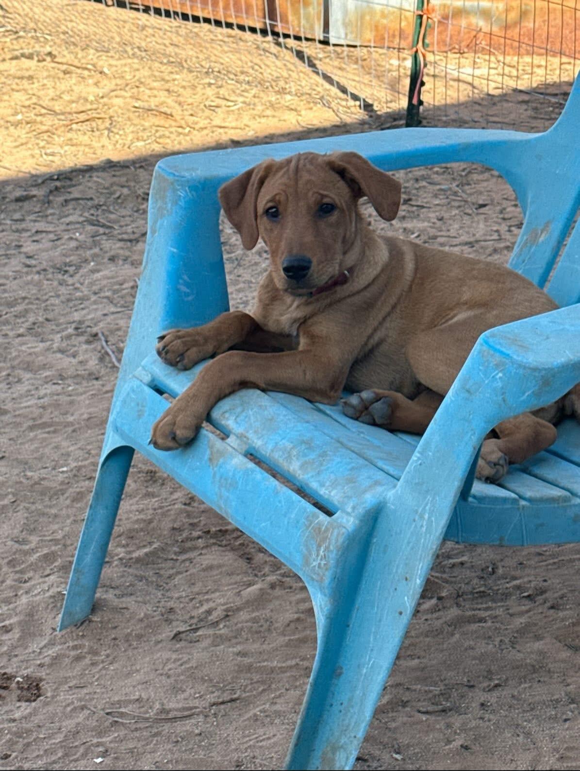 Enlarge Laverne, a Adopted mixed breed in Tucson, AZ image 4/6