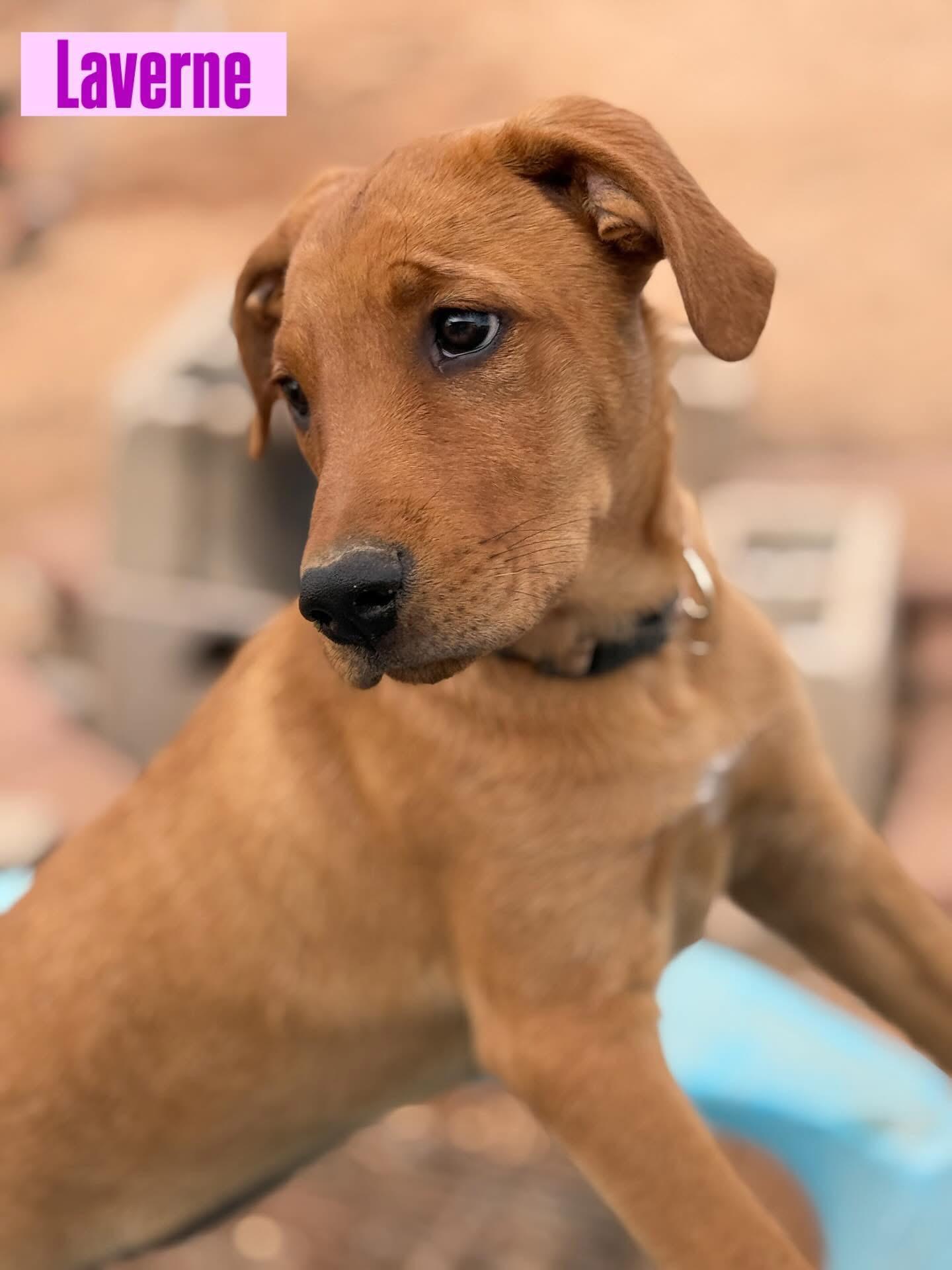 Enlarge Laverne, a Adopted mixed breed in Tucson, AZ image 5/6