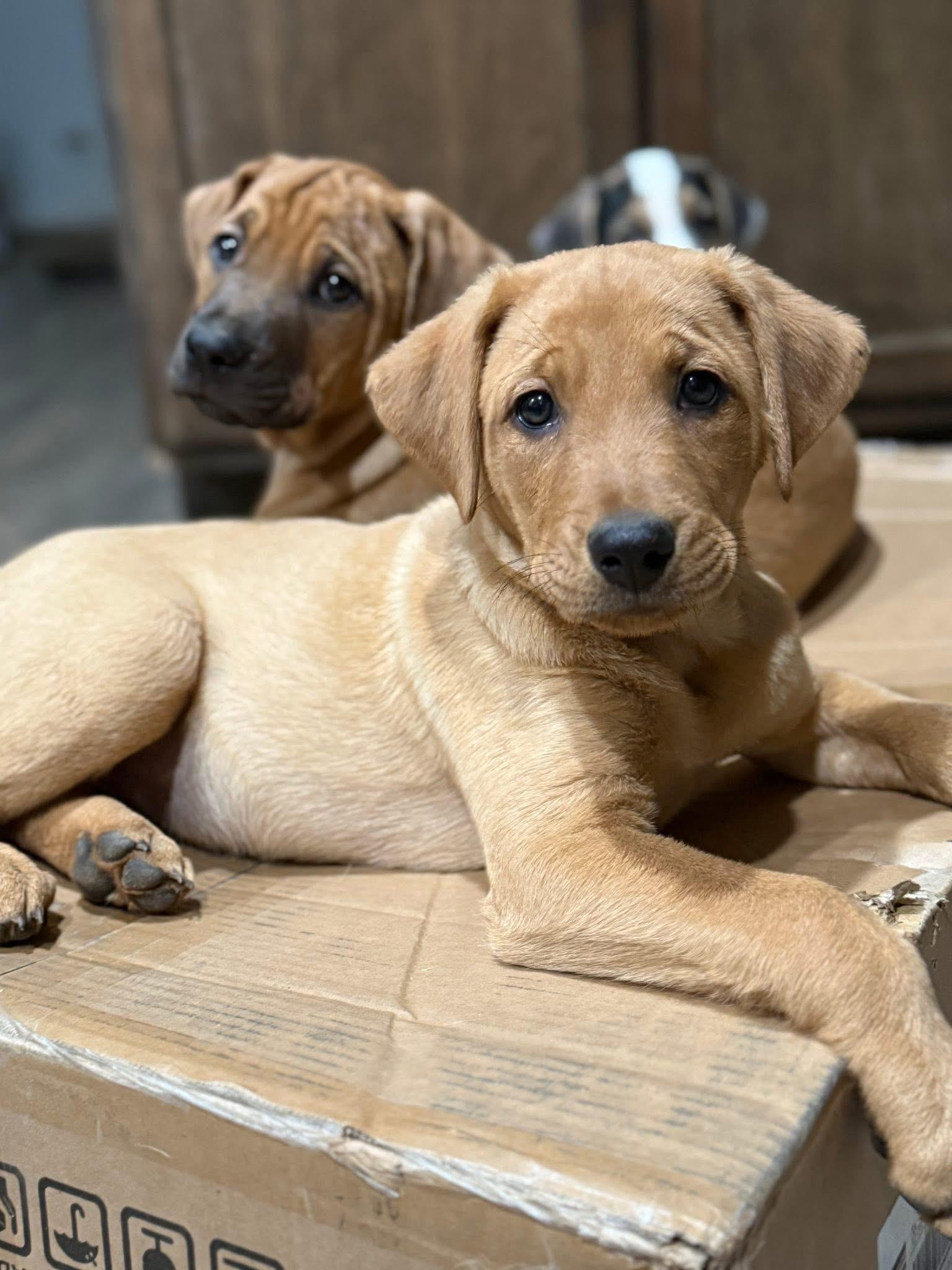 Enlarge Laverne, a Adopted mixed breed in Tucson, AZ image 6/6