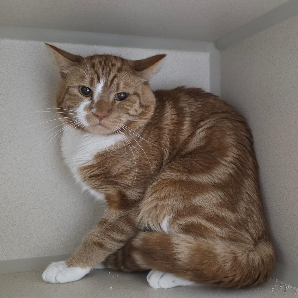 Little, Adoptable, Young Male Domestic Short Hair.