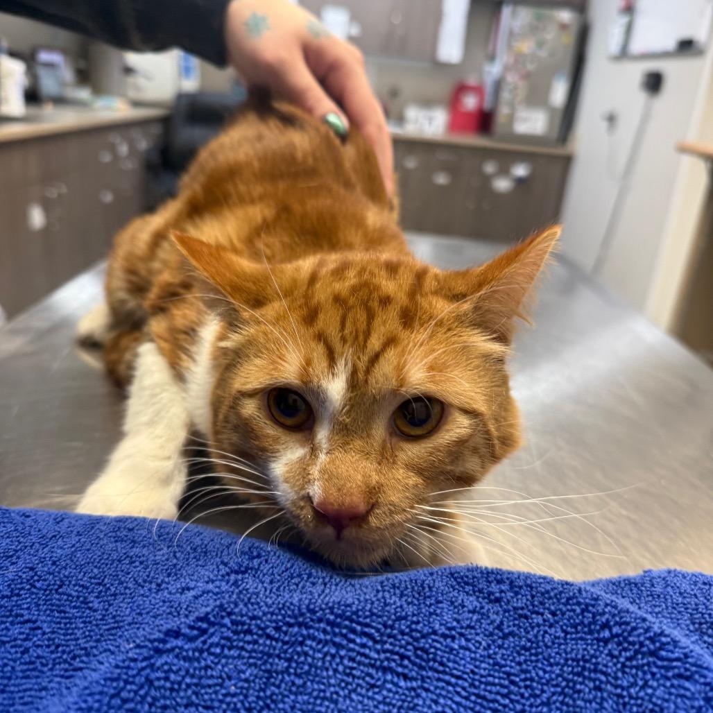 Enlarge Little, a Adoptable Domestic Short Hair in Great Falls, MT image 2/2