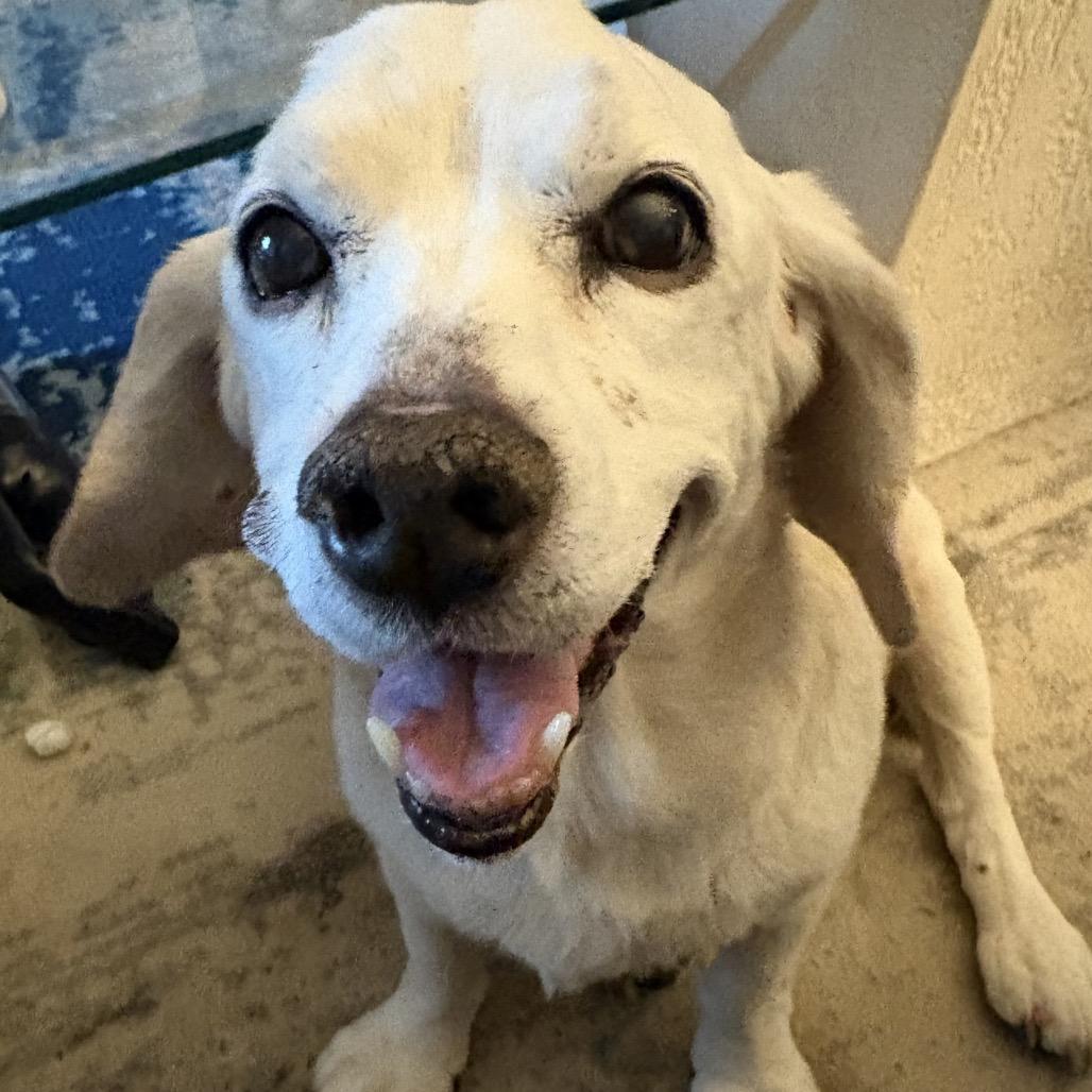 Charlie, a Adoptable mixed breed in Avon, OH image 1/6