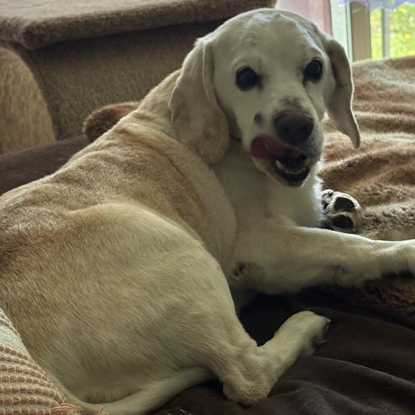 Charlie, a Adoptable mixed breed in Avon, OH image 2/6