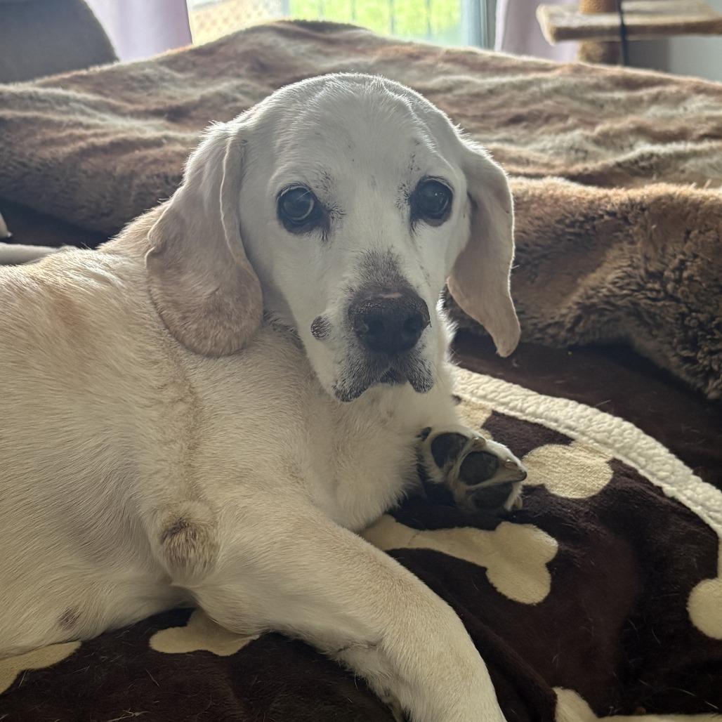 Charlie, a Adoptable mixed breed in Avon, OH image 3/6