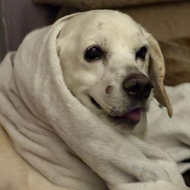 Charlie, a Adoptable mixed breed in Avon, OH image 4/6