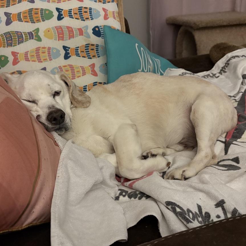 Charlie, a Adoptable mixed breed in Avon, OH image 6/6