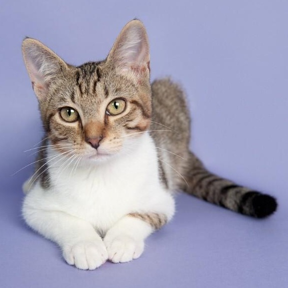 Nym Bard — thumbnail 2