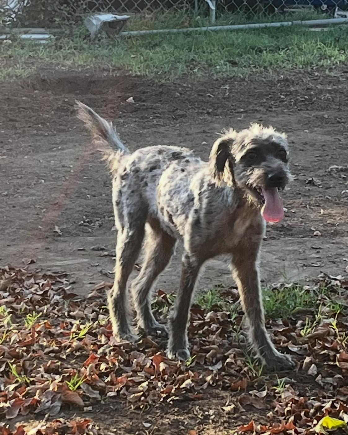 Enlarge Shaggy, an adopted mixed breed in Winsted, CT image 2/3