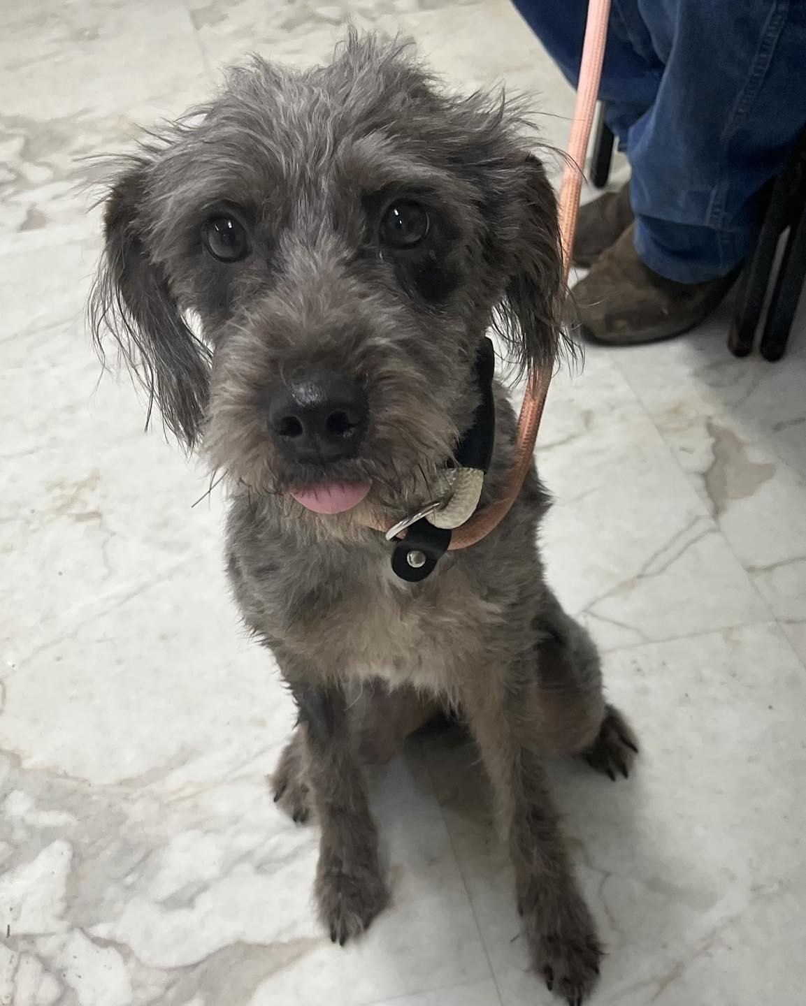 Shaggy, ADOPTABLE, Young Female Terrier.