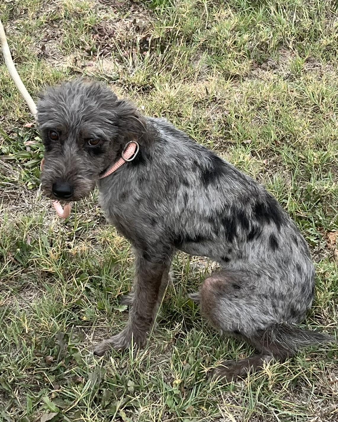 Enlarge Shaggy, an adopted mixed breed in Winsted, CT image 3/3
