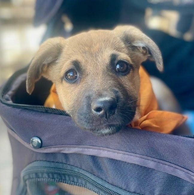 Enlarge Daphne, an adopted mixed breed in Myrtle Beach, SC image 1/3
