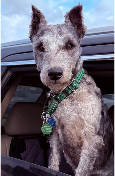 Jasper, ADOPTABLE, Young Male Miniature Schnauzer.