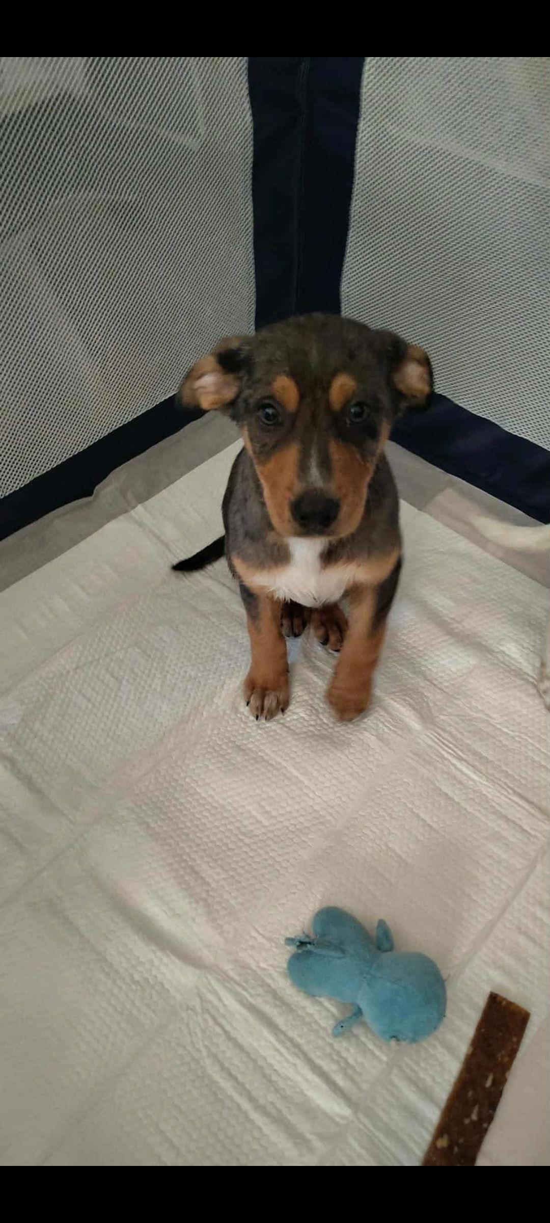 Enlarge Forrest, a Adoptable mixed breed in Sanford, FL image 1/2