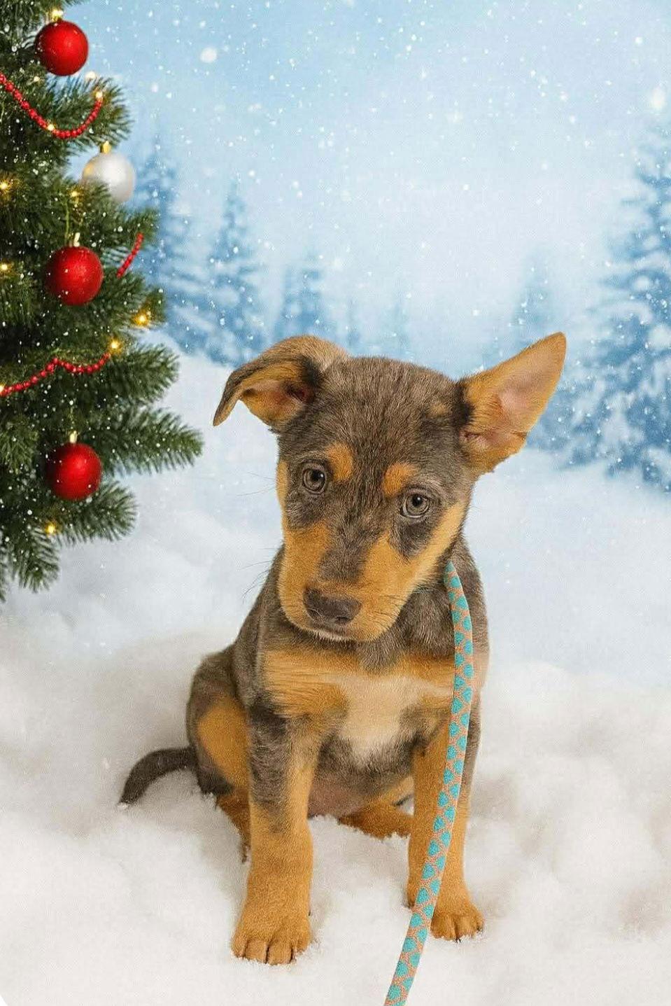 Enlarge Forrest, a Adoptable mixed breed in Sanford, FL image 2/2