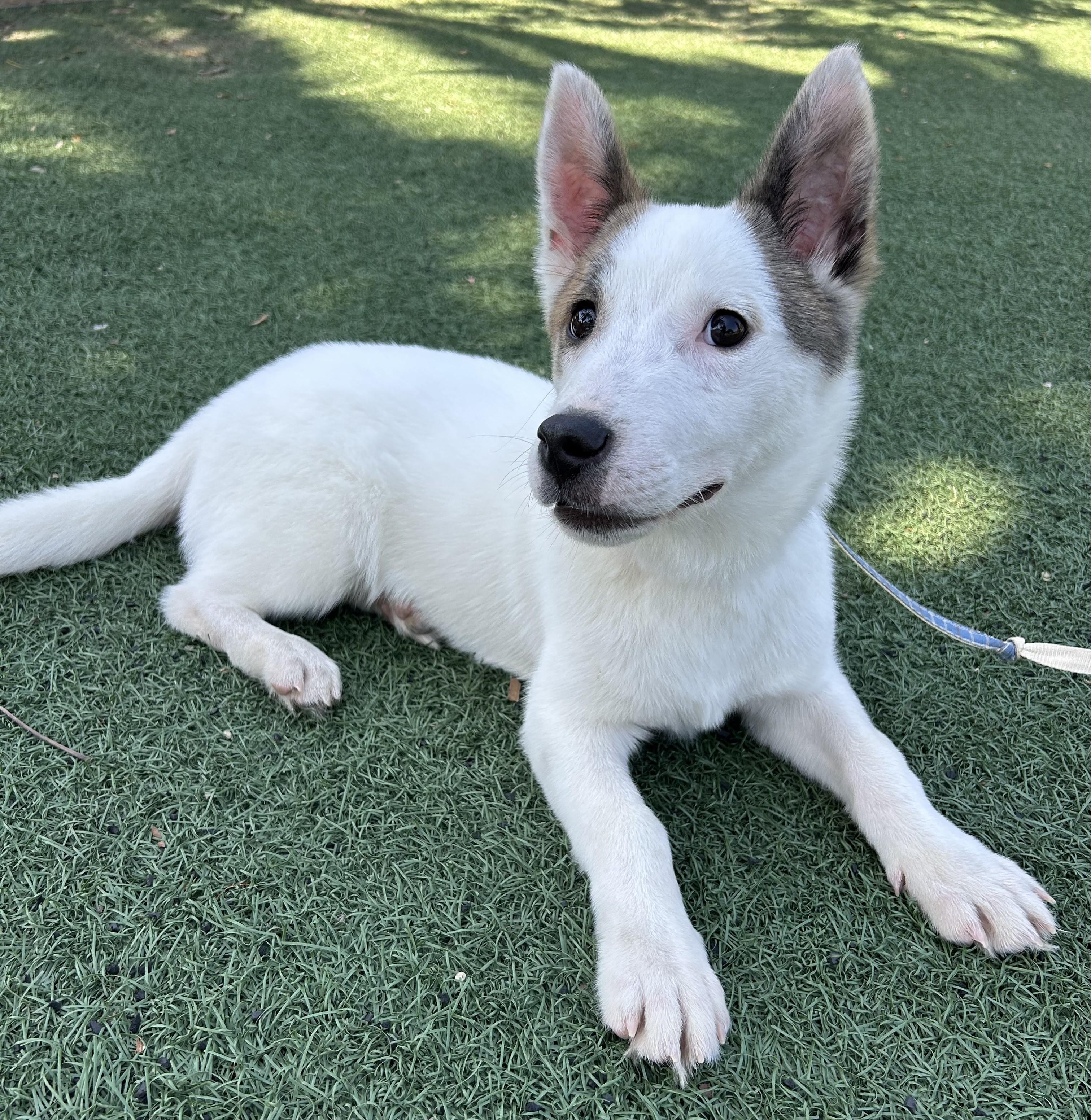 Enlarge CASPER, a ADOPTABLE mixed breed in Bell Gardens, CA image 1/6
